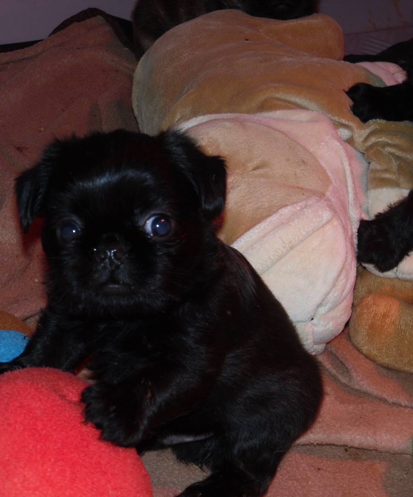 Of only you love - Chiot disponible  - Griffon belge